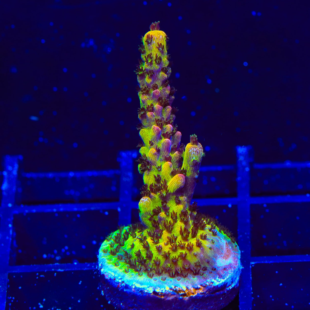 PC Rainbow Acropora Coral