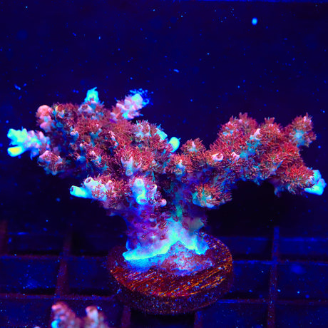 TSA Daydream Acropora Coral Colony