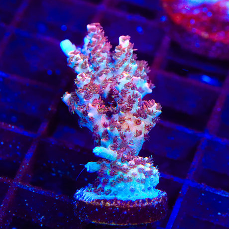 TSA Daydream Acropora Coral Colony