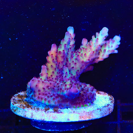 Vivids Rainbow Delight Acropora Coral Colony