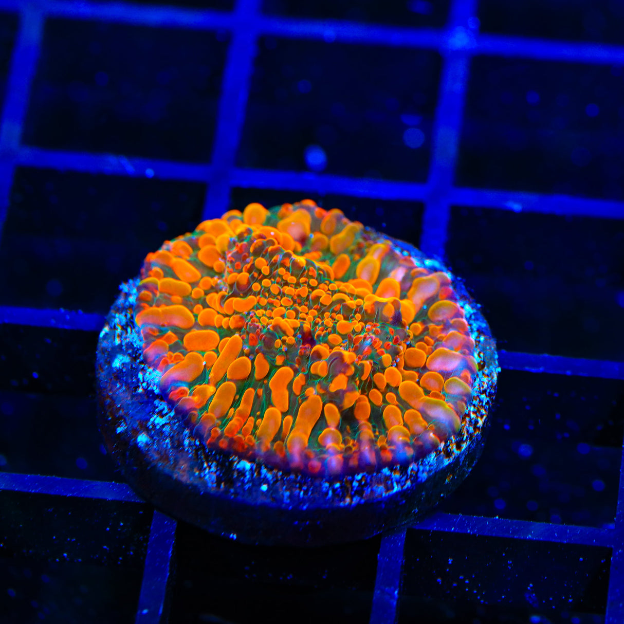 CC Cloudberry Chalice Coral