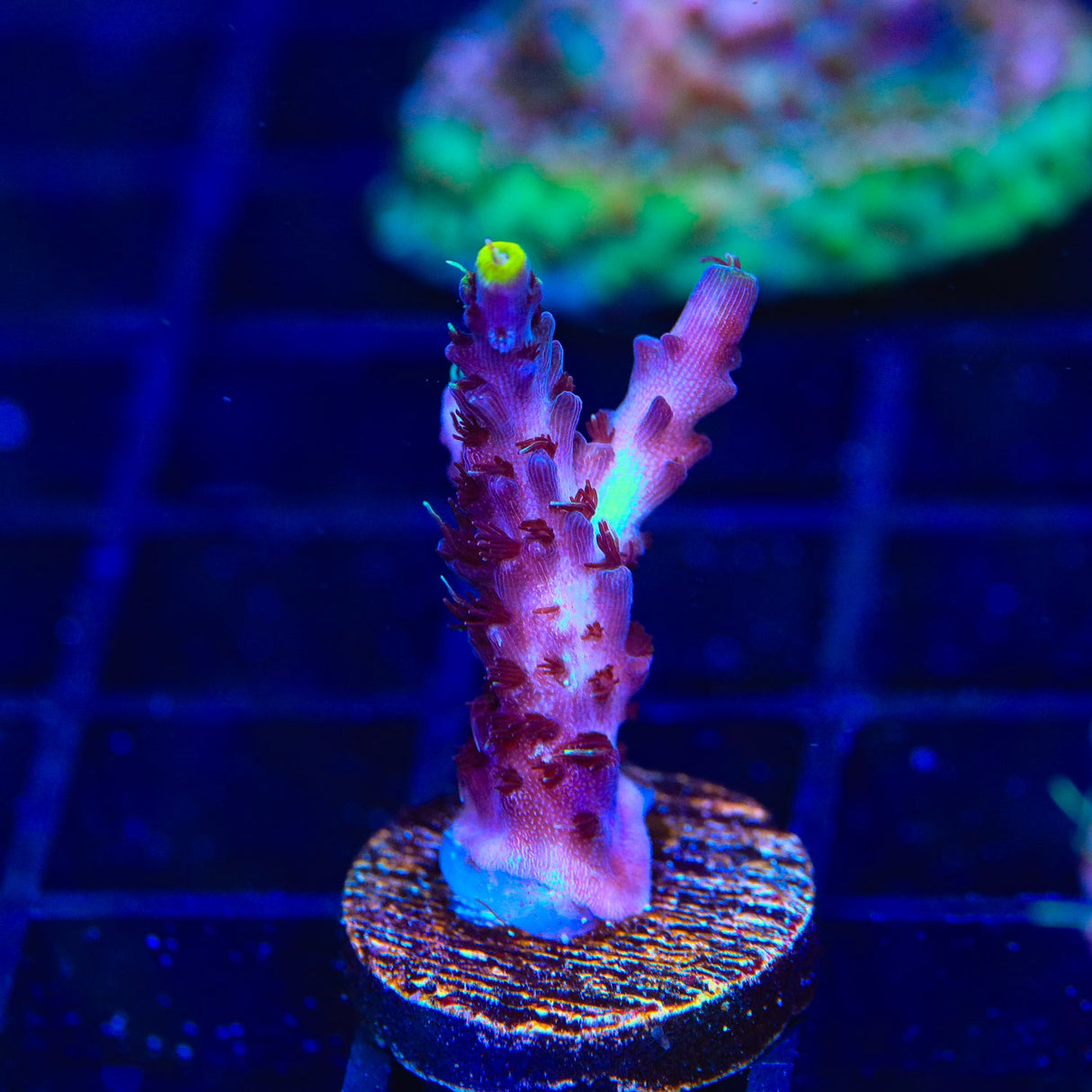 TSA Blue Flame Acropora Coral