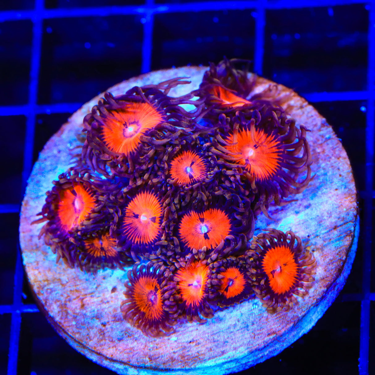 WWC Bloodsucker Zoanthids Coral Colony