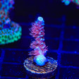 TGC Cherry Bomb Acropora Coral