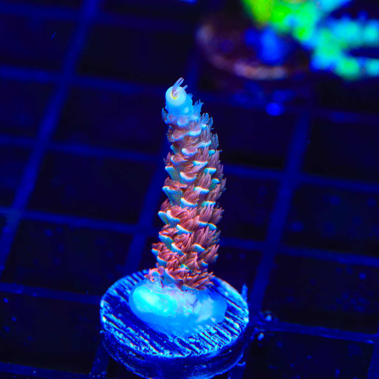 TGC Cherry Bomb Acropora Coral