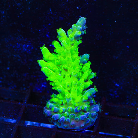 ORA Frogskin Acropora Coral