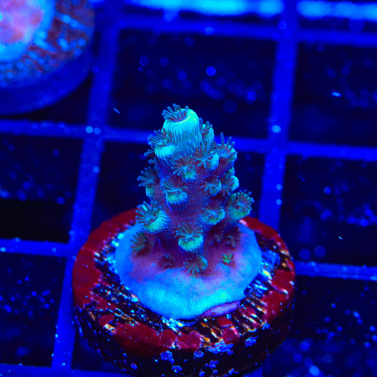 TSA Bali Blue Slimer Acropora Coral