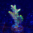 TSA Carolina Reaper Acropora Coral Colony