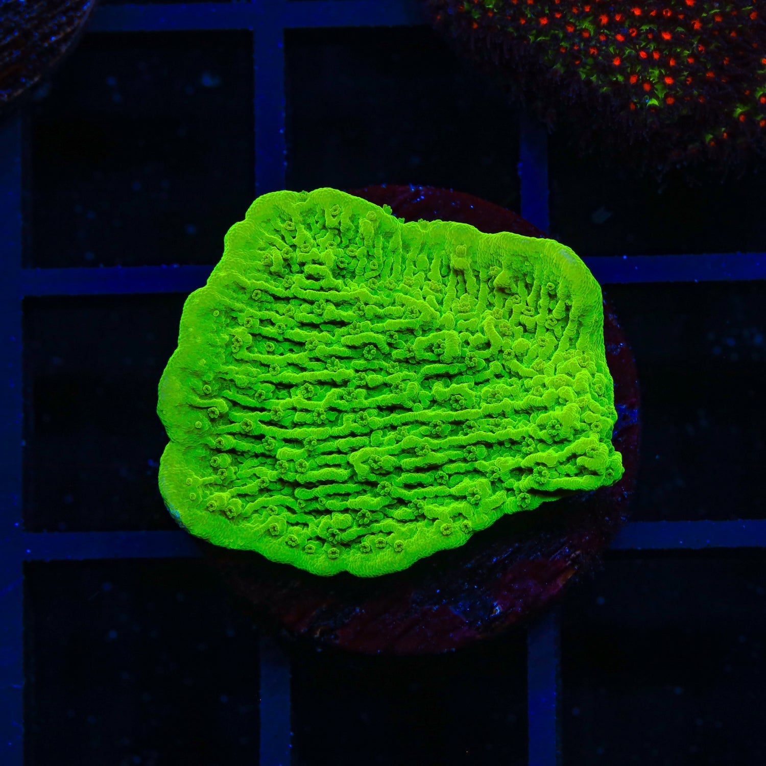 Tyree Toxic Green Aequituberculata Montipora Coral