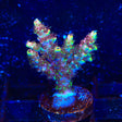 TSA Carolina Reaper Acropora Coral Colony