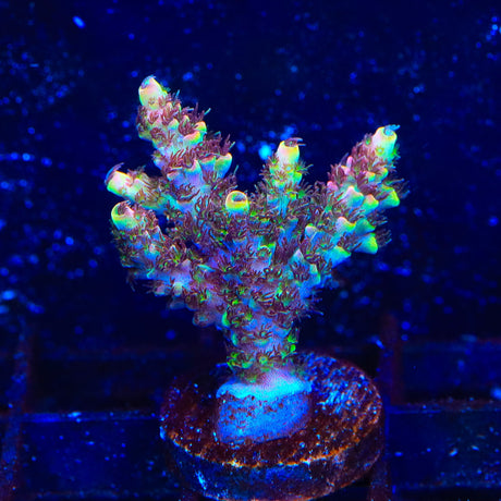 TSA Carolina Reaper Acropora Coral Colony