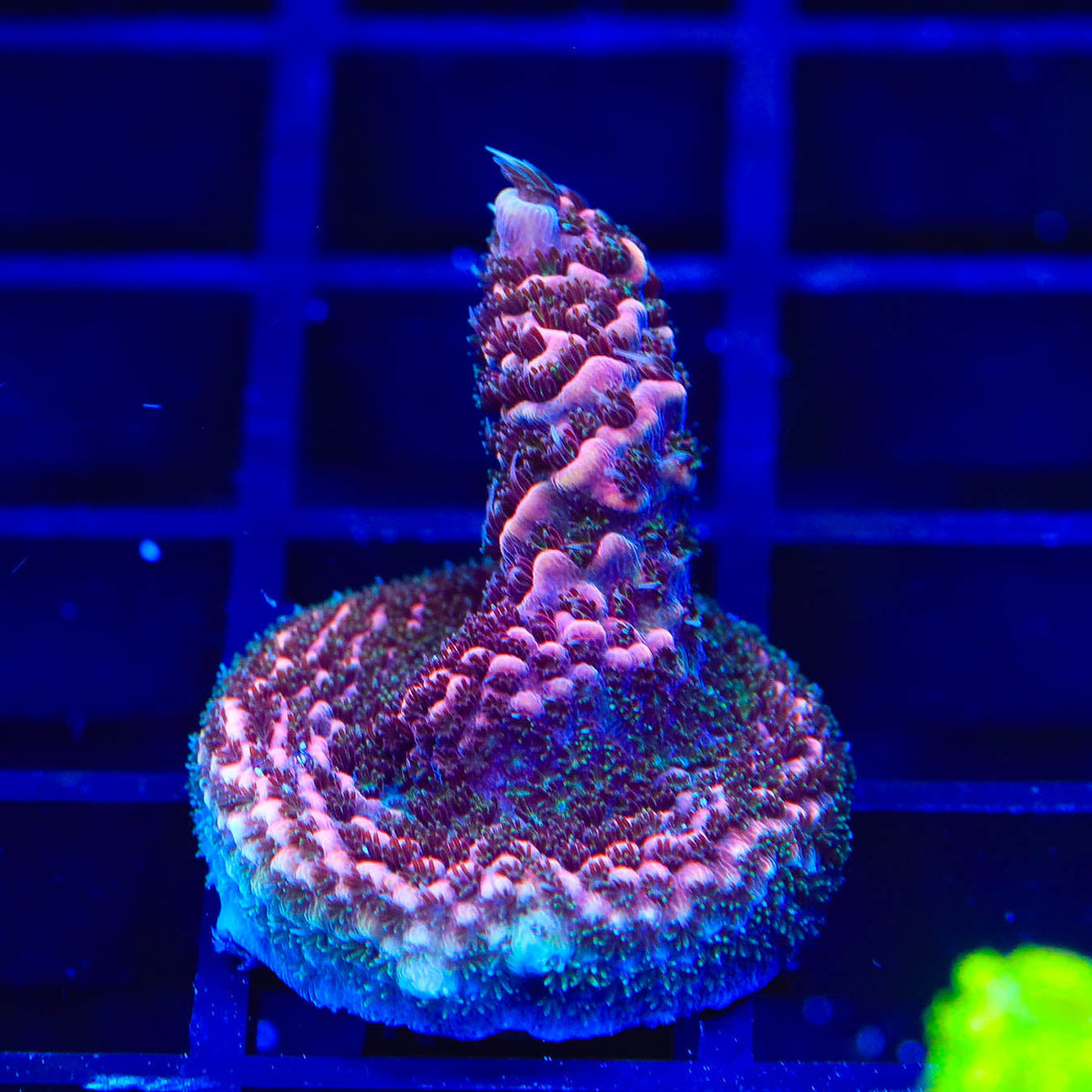 TSA Phantom Millepora Acropora Coral