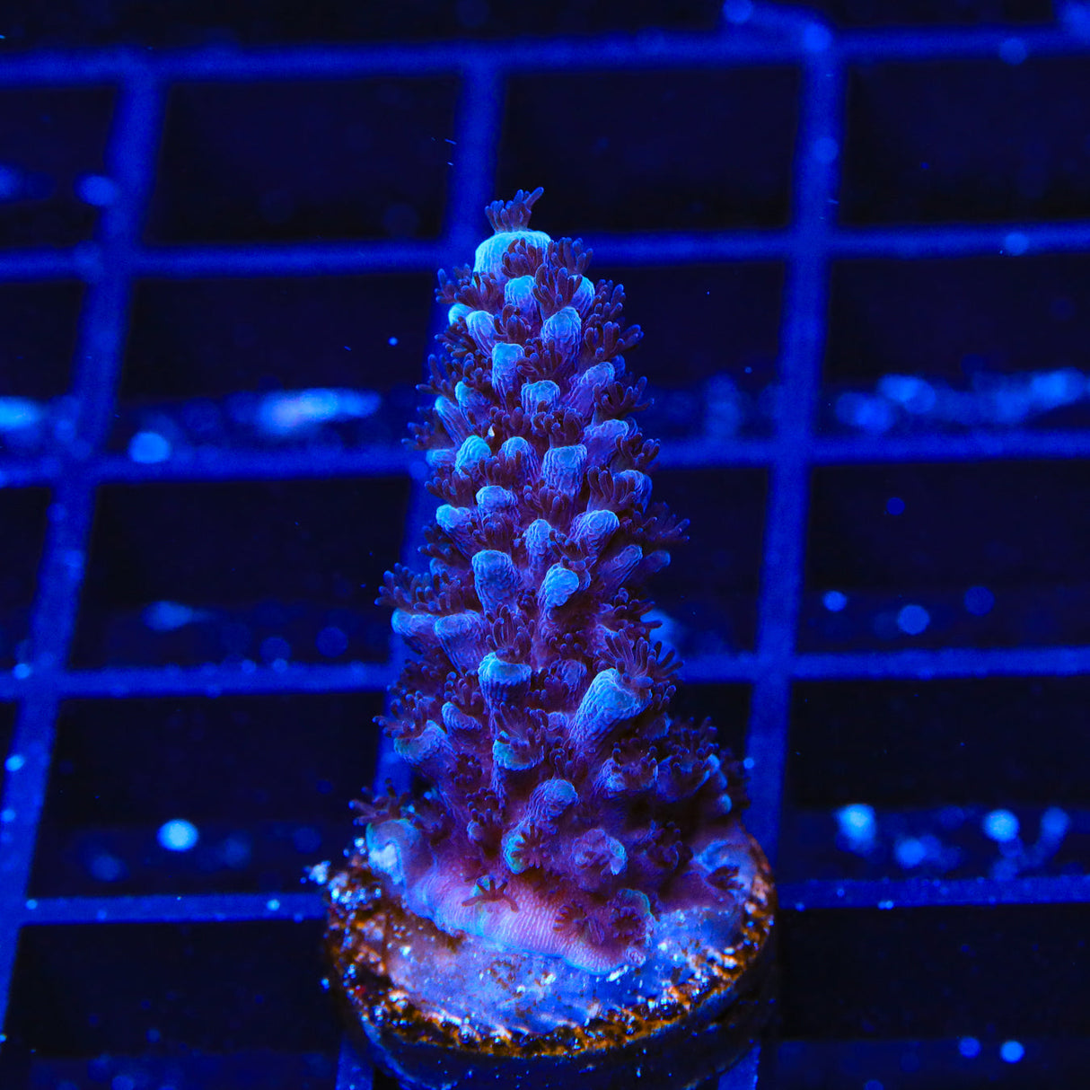 TSA Bali Blue Slimer Acropora Coral - Top Shelf Aquatics