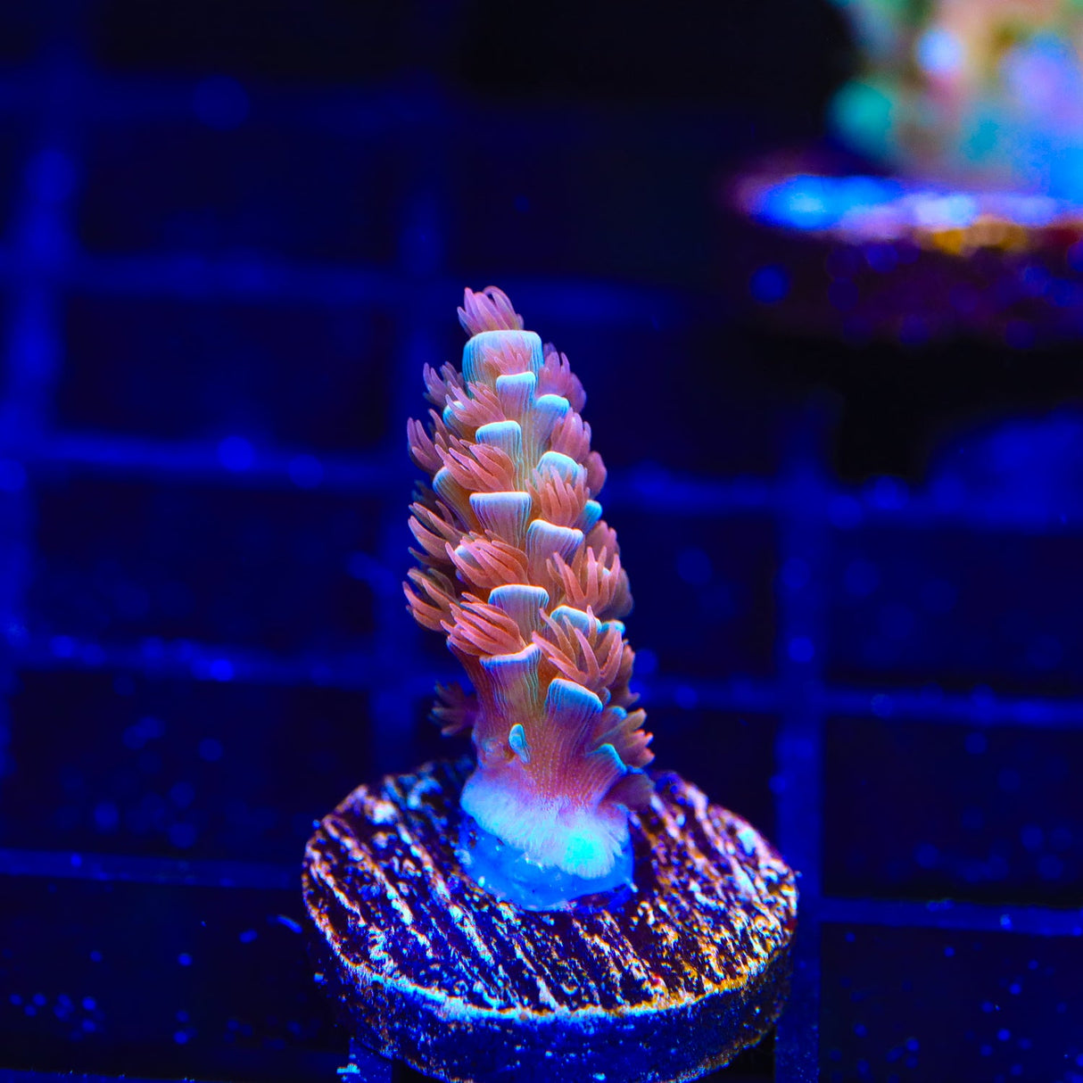 TGC Cherry Bomb Acropora Coral