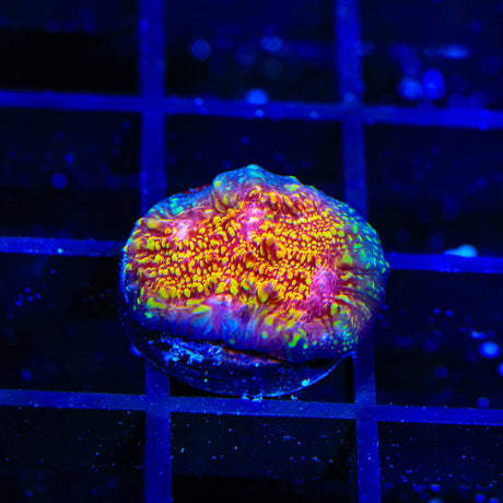 CB El Diablo Chalice Coral