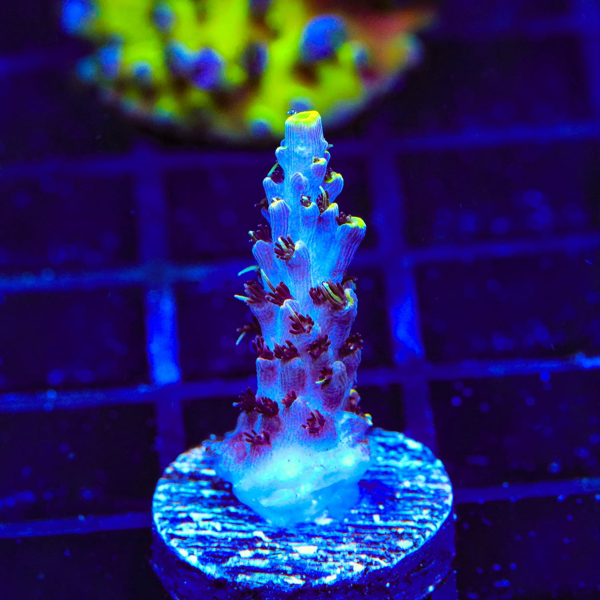 TSA Spyro the Dragon Acropora Coral