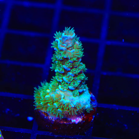 TSA Fitness Tenuis Acropora Coral