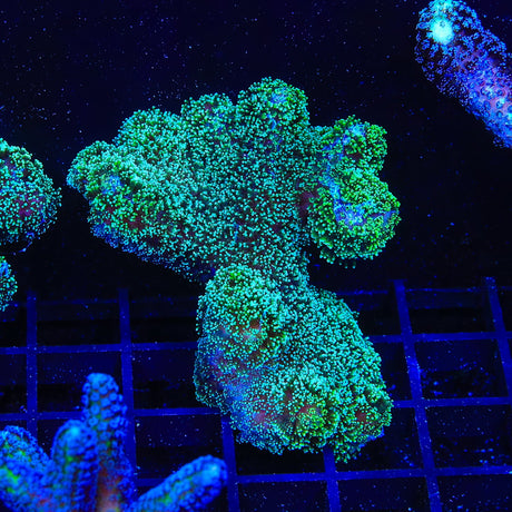 Green Stylophora Coral