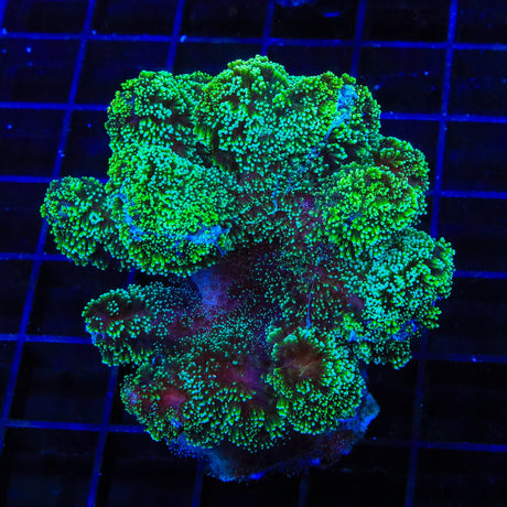 Green Stylophora Coral Colony