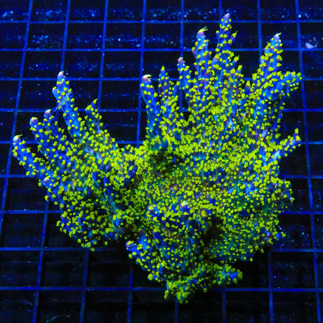 Garf Bonsai Acropora Coral Colony