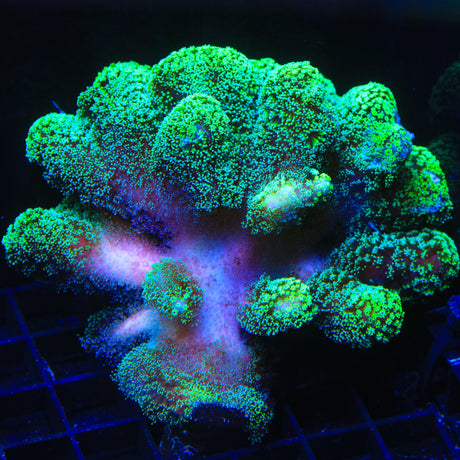 Green Stylophora Coral