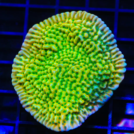 JF Beach Bum Montipora Coral Colony