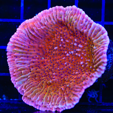 TSA Death Spiral Montipora Coral Colony