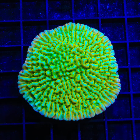 JF Beach Bum Montipora Coral Colony