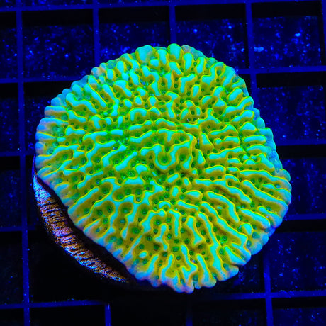 JF Beach Bum Montipora Coral Colony