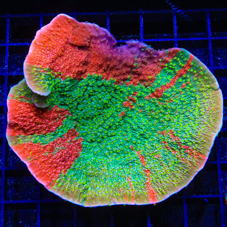 WWC Sunfire Montipora Cap Coral Colony