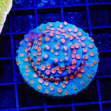 Meteor Shower Cyphastrea Coral Colony