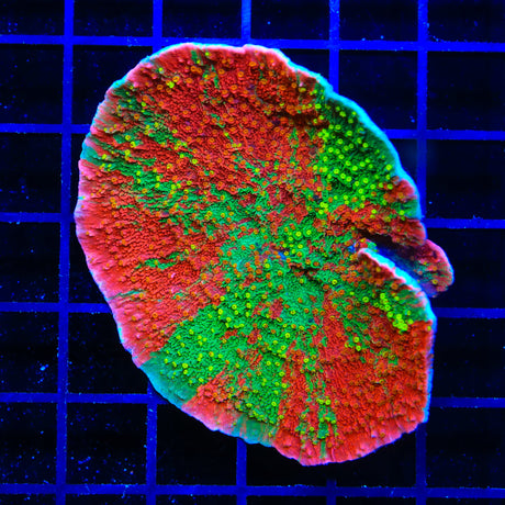 Premium WWC Sunfire Montipora Cap XL Frag Coral