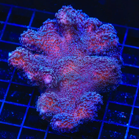 Purple Stylophora Coral