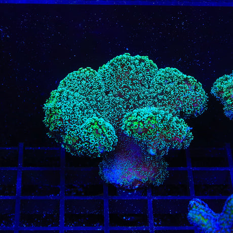 Green Stylophora Coral