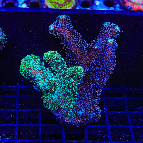 TSA Double Trouble Stylophora Coral