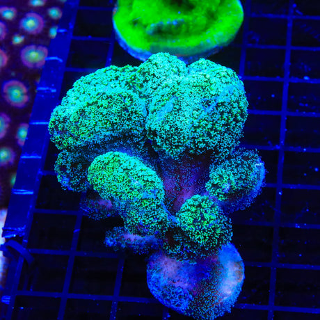 Green Stylophora Coral Colony