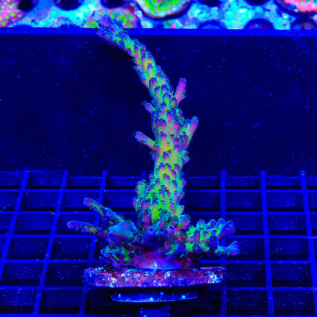 RR Aussie Gold Acropora Coral