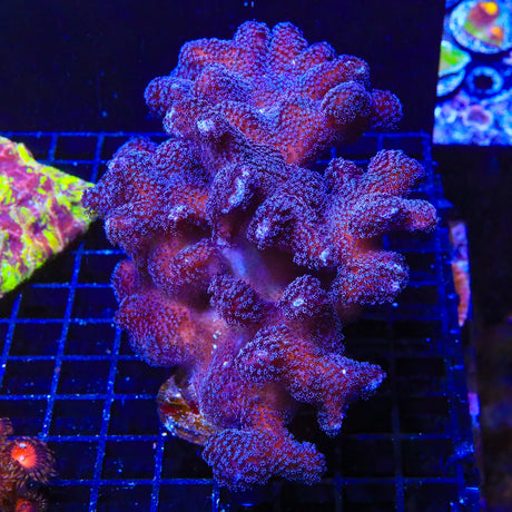 Purple Stylophora Coral Colony