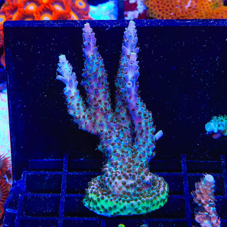 TSA Spyro the Dragon Acropora Coral