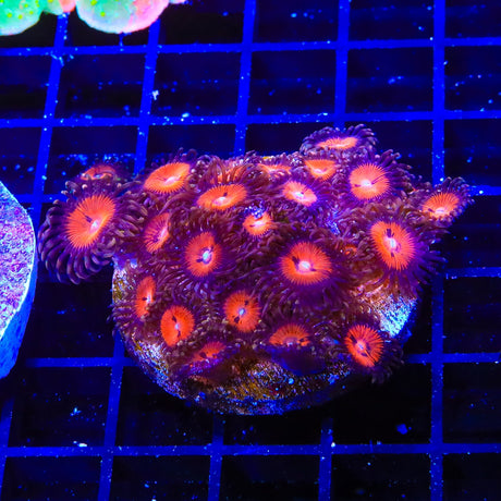 WWC Bloodsucker Zoanthids Coral Colony