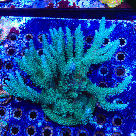 TSA Sprocket Acropora Coral Colony