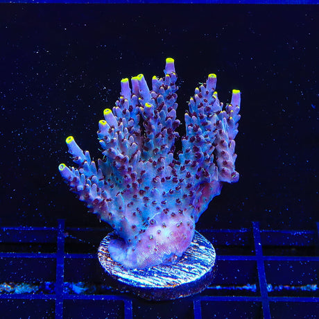 TSA Spyro the Dragon Acropora Coral