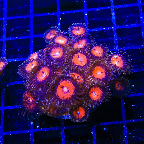 WWC Bloodsucker Zoanthids Coral Colony