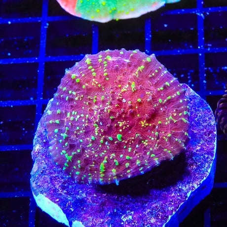 JF Gold Meister Chalice Coral