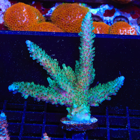 TSA Sprocket Acropora Coral