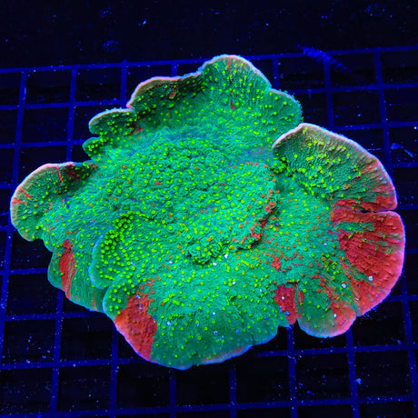 WWC Grafted Montipora Cap Coral Colony