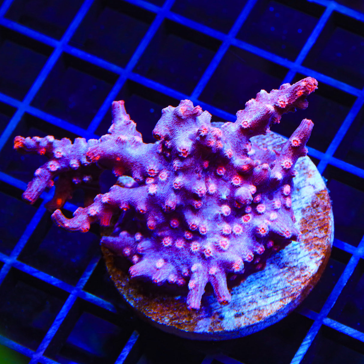 Pink Branching Cyphastrea Colony Coral