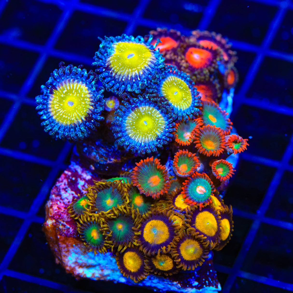 Combo Zoanthids Colony Coral