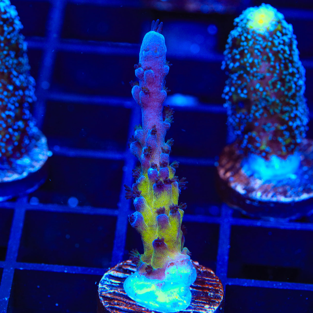 RR Aussie Gold Acropora Coral