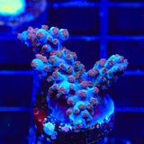 ARC Fireworks Acropora Coral